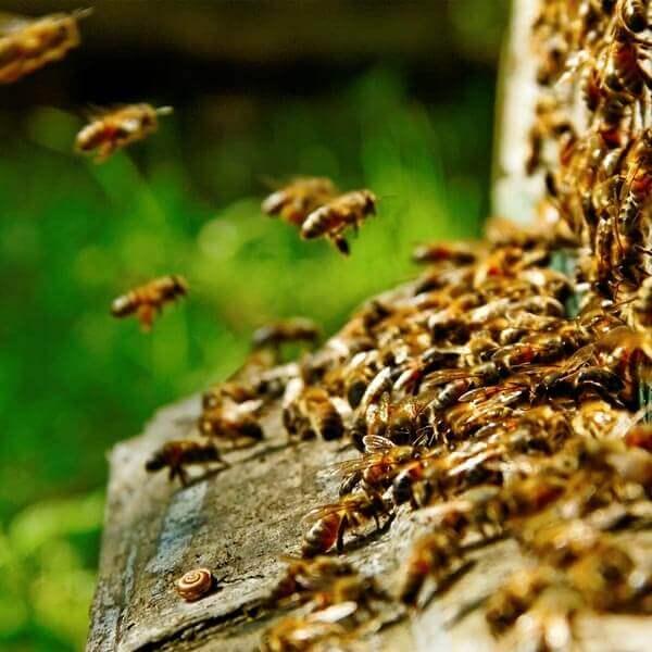 Installation de nouvelles ruches en Lozère